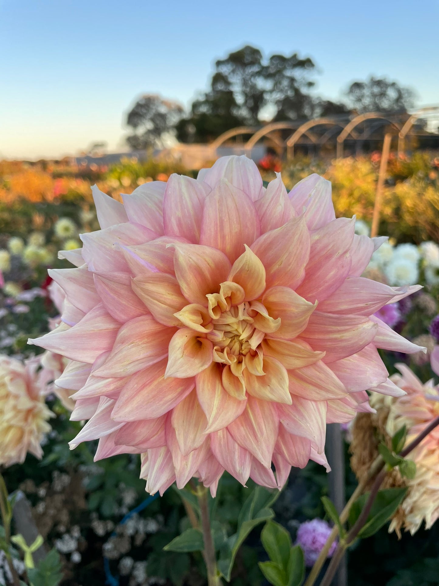 Dahlia - Alden Rocket