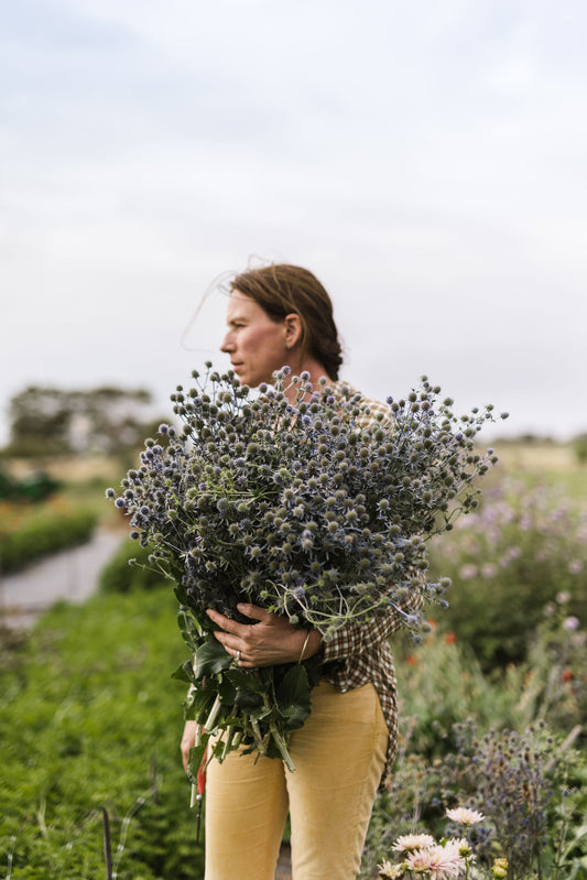 Seed - Sea Holly 'Blue Glitter'