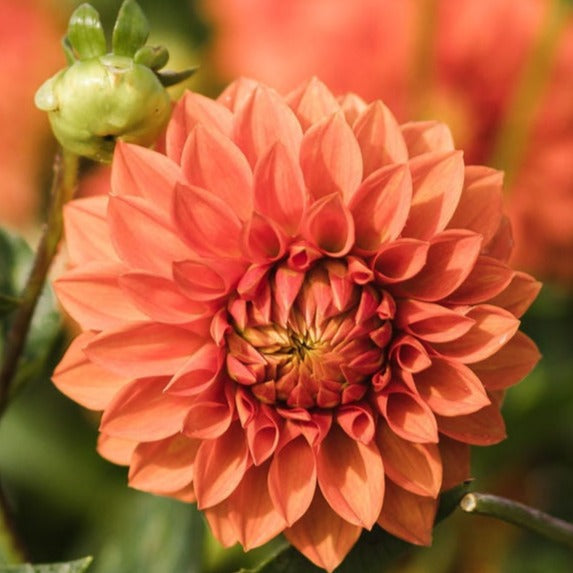 Dahlia Seed - Kwinana Gold