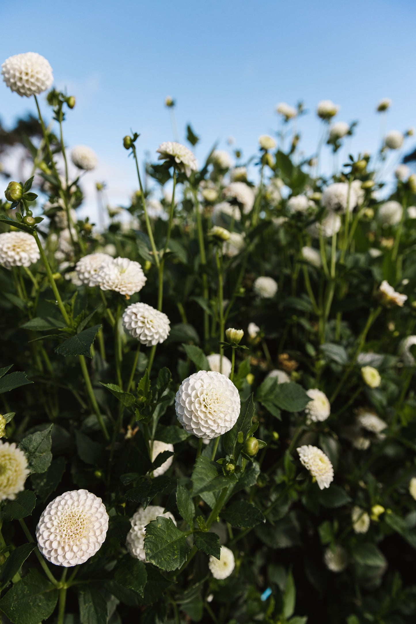 Dahlia - Glenbank Little Angel