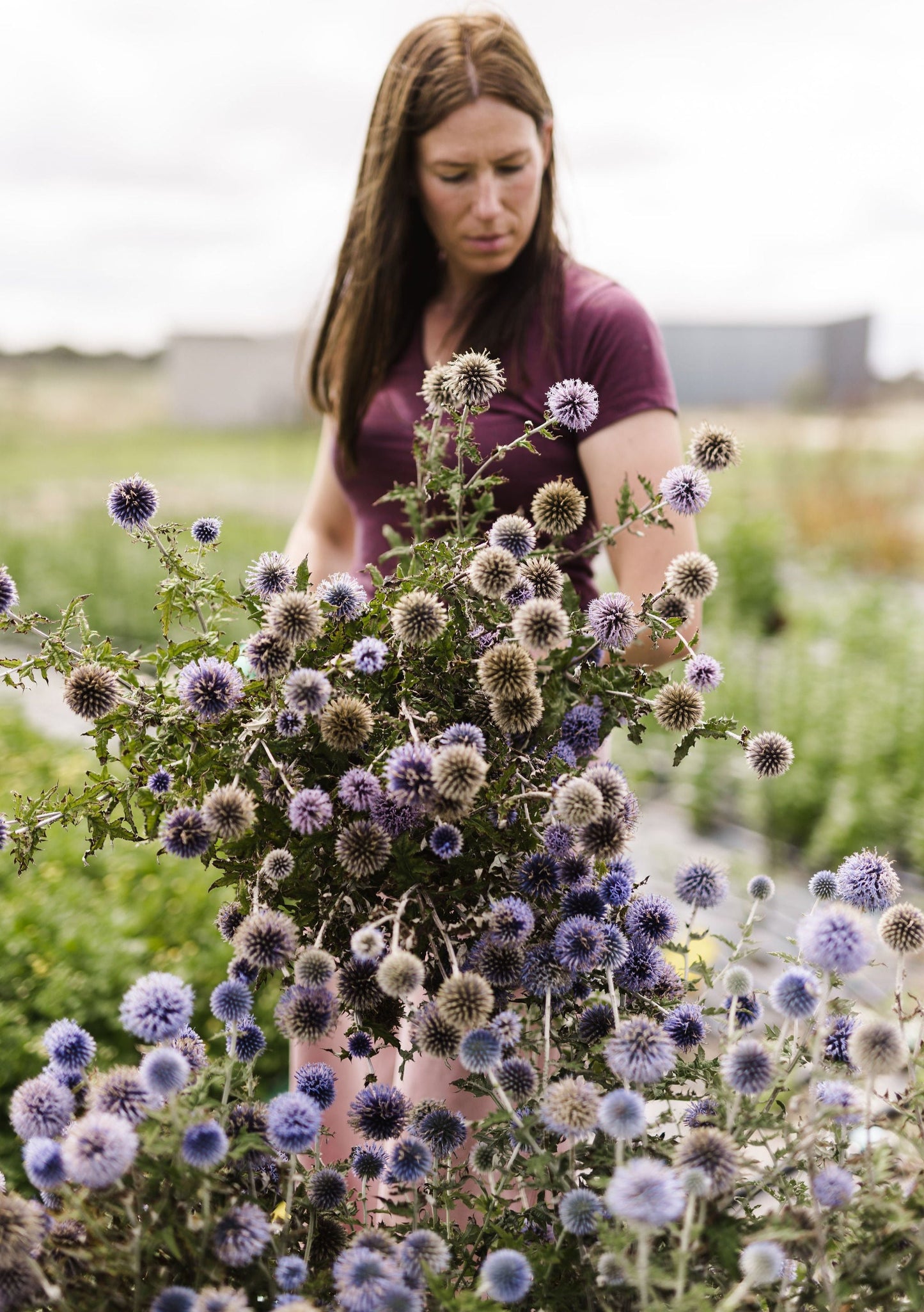 Grow your Own Cut Flowers 2 Part Workshop