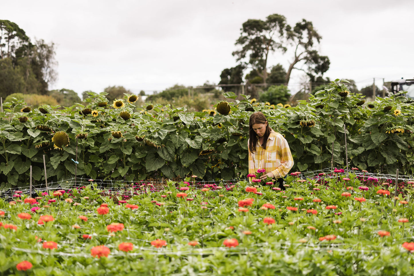 Autumn in the Cutting Garden