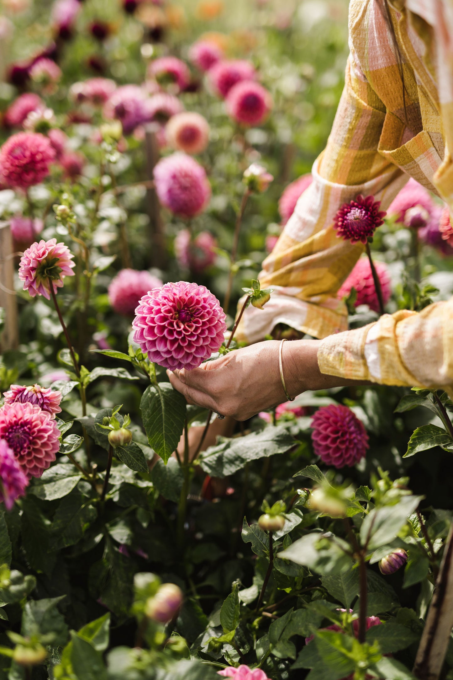 Pick your own Dahlias - March Long Weekend - Flower Farm Experience