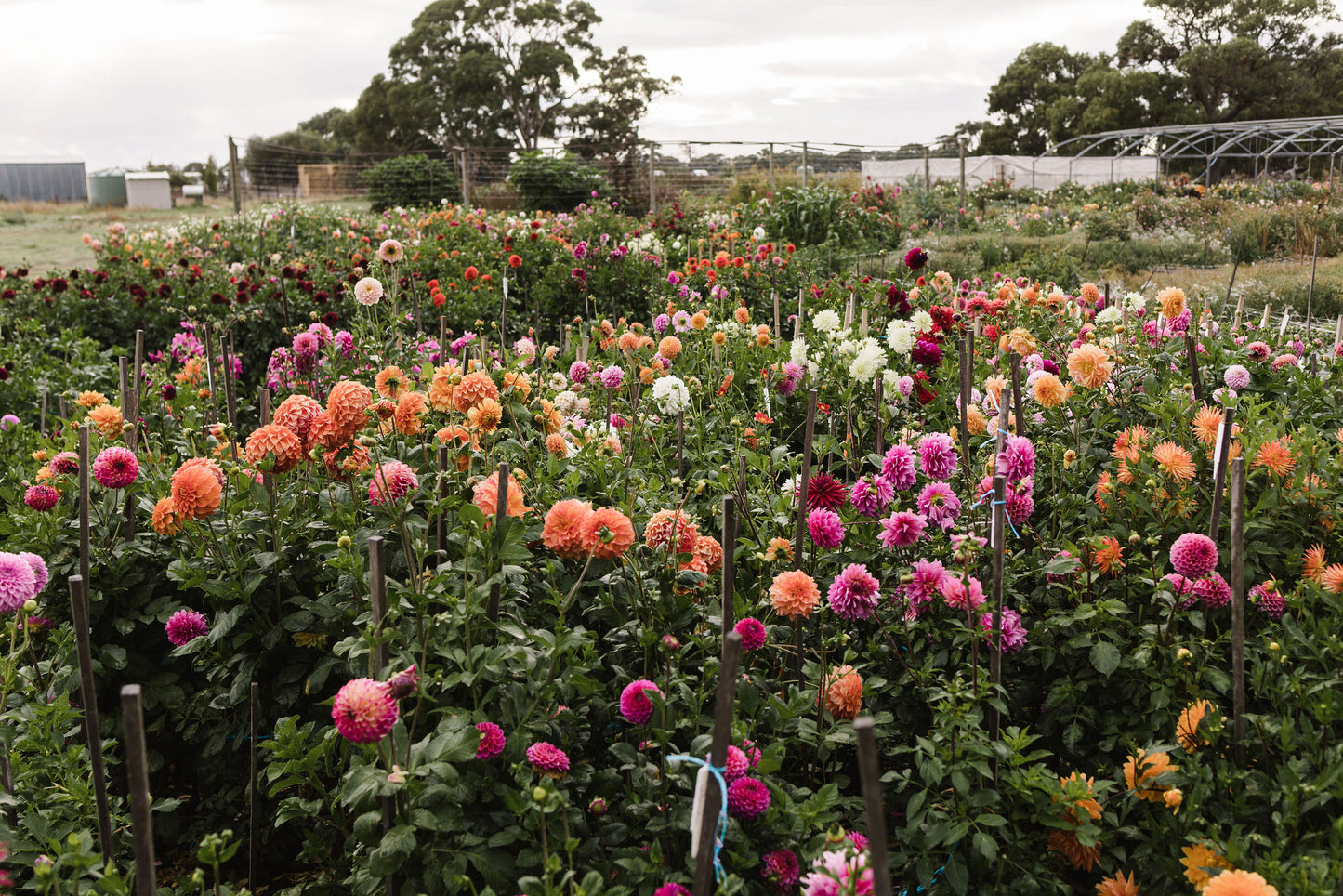 Pick your own Dahlias - March Long Weekend - Flower Farm Experience