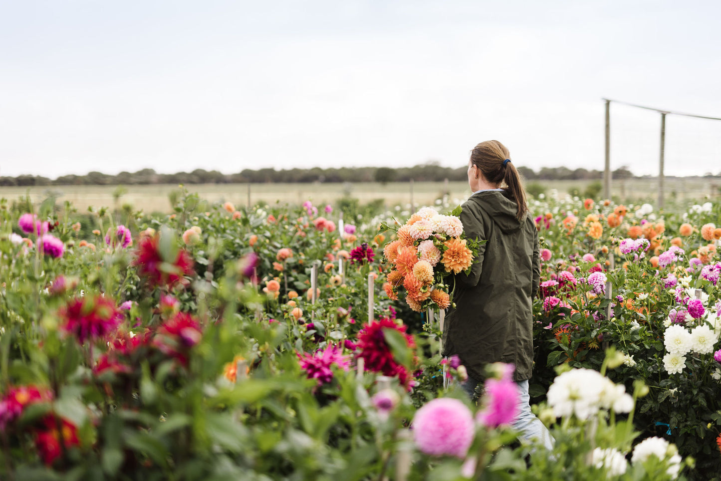 Pick your own Dahlias - March Long Weekend - Flower Farm Experience