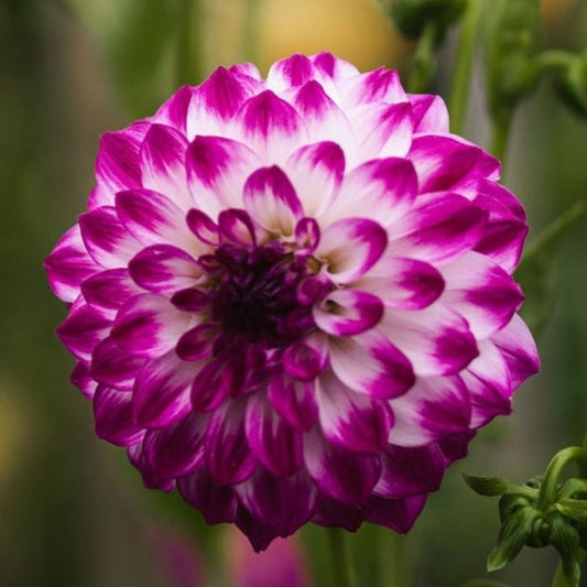 Dahlia - Gambier Jane