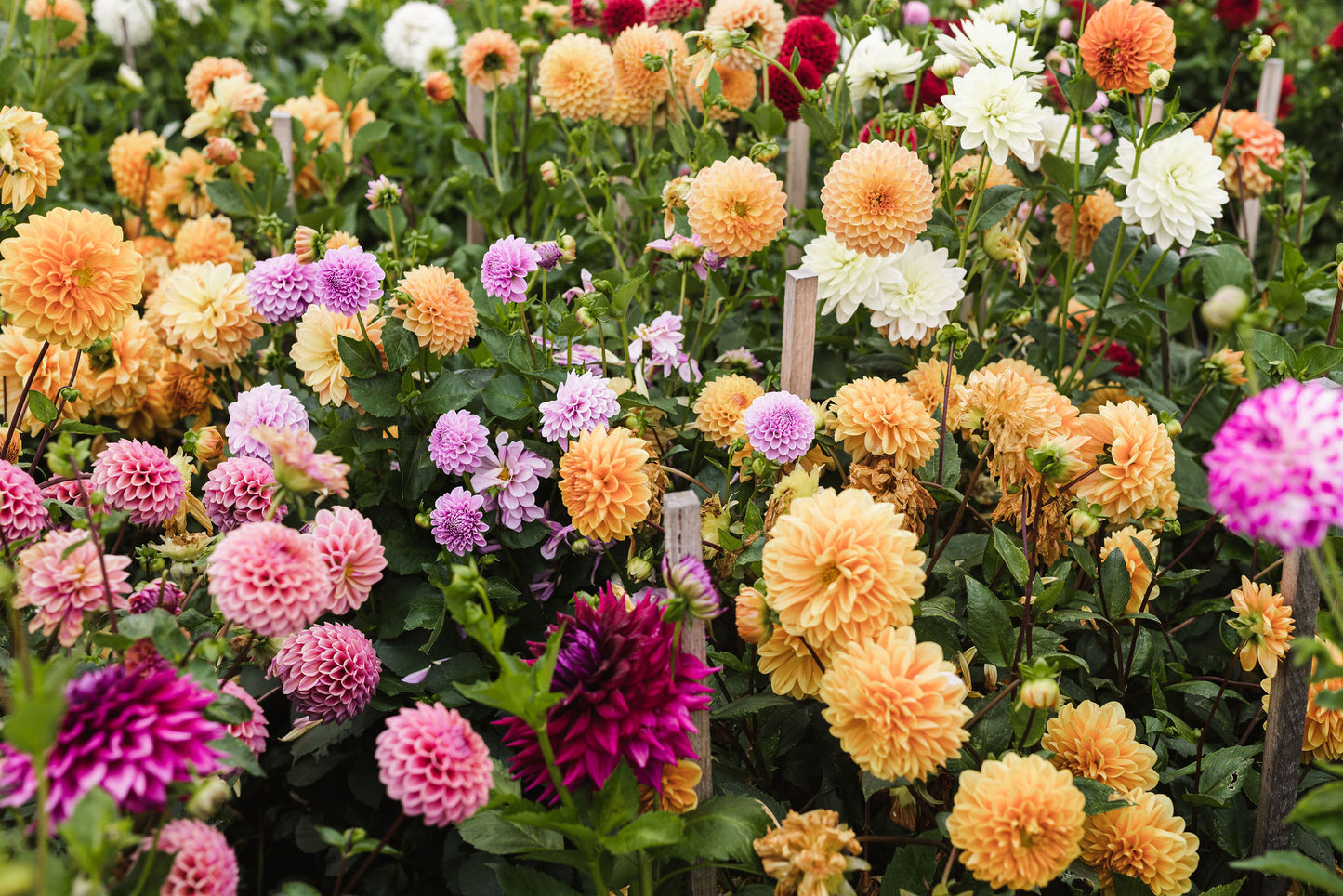 Pick your own Dahlias - March Long Weekend - Flower Farm Experience