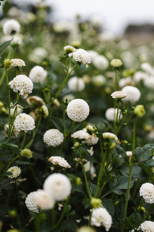 Dahlia - Glenbank Little Angel