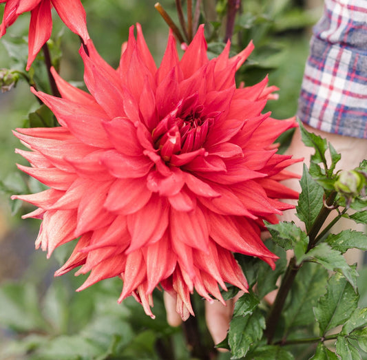 Dahlia - Hillcrest Duncan Edwards (Max 1 per order)