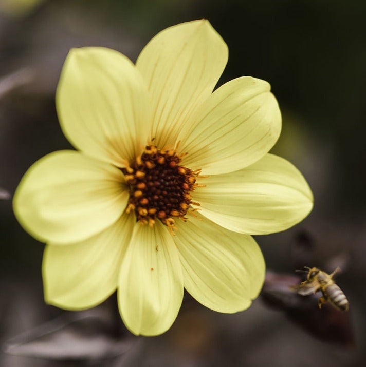 Dahlia - Pollinator Collection