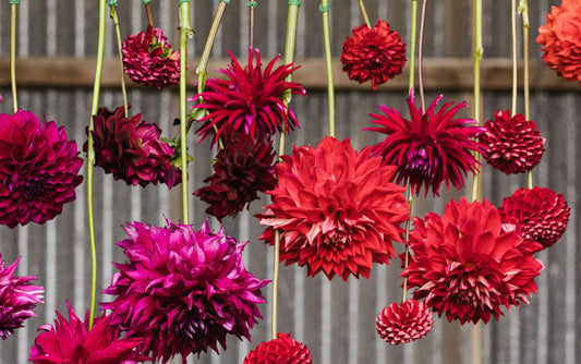 Dahlia - Red Collection