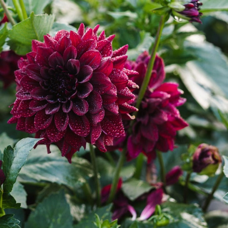 Dahlia - Ned Kelly