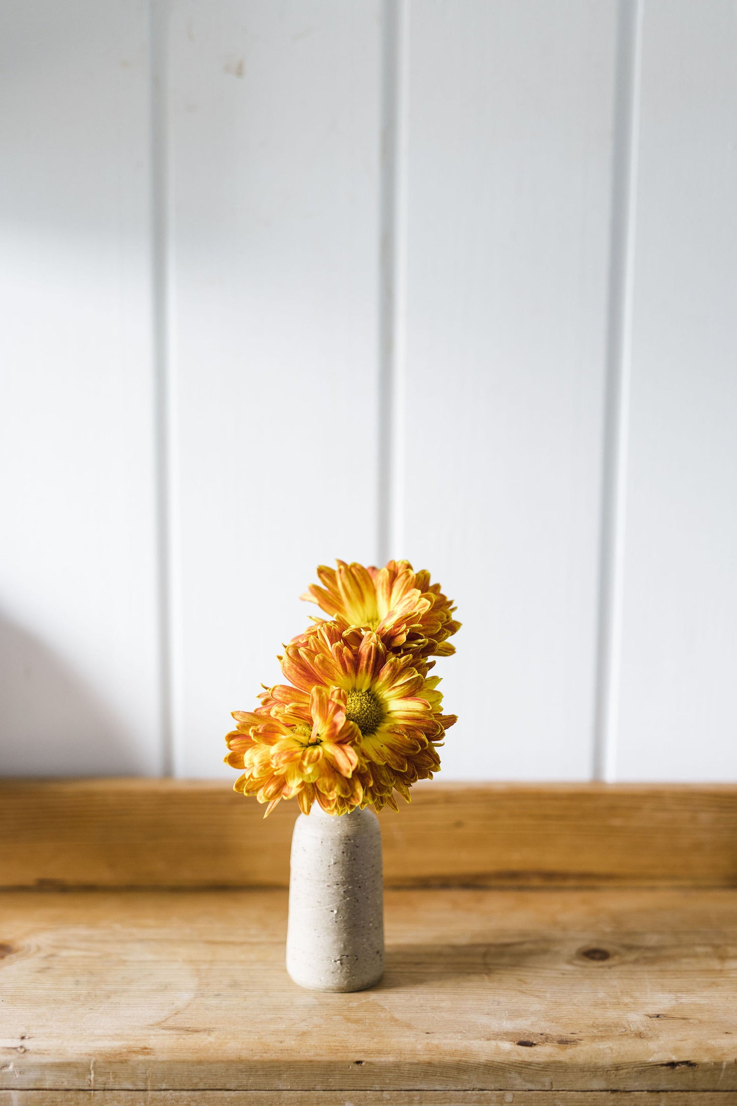 Heirloom Chrysanthemum -Gold and Mustard