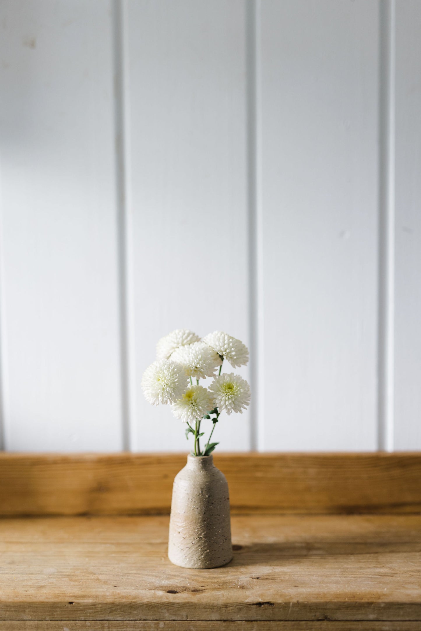 Heirloom Chrysanthemum - White Pompom