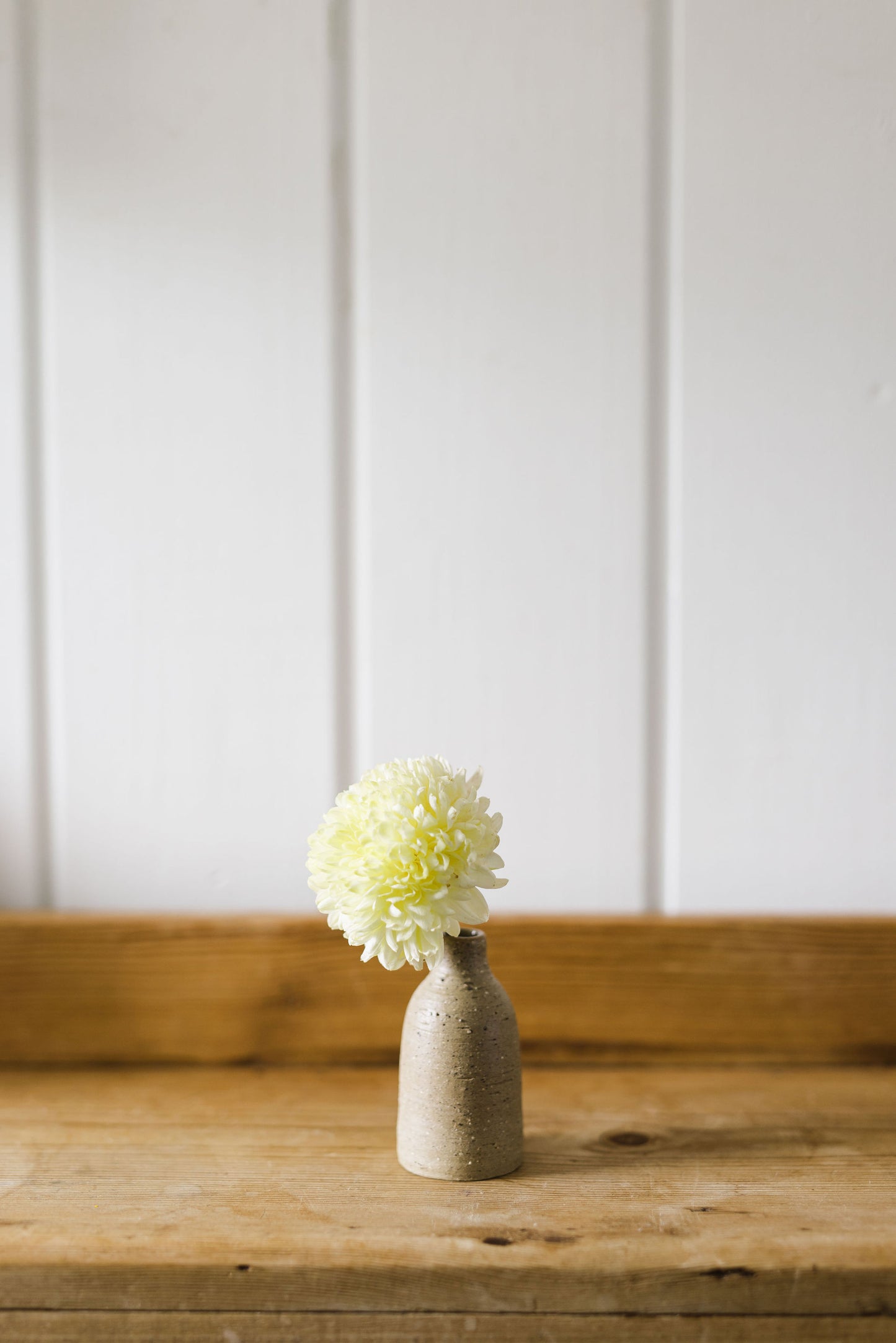 Heirloom Chrysanthemum - Bright Lemon