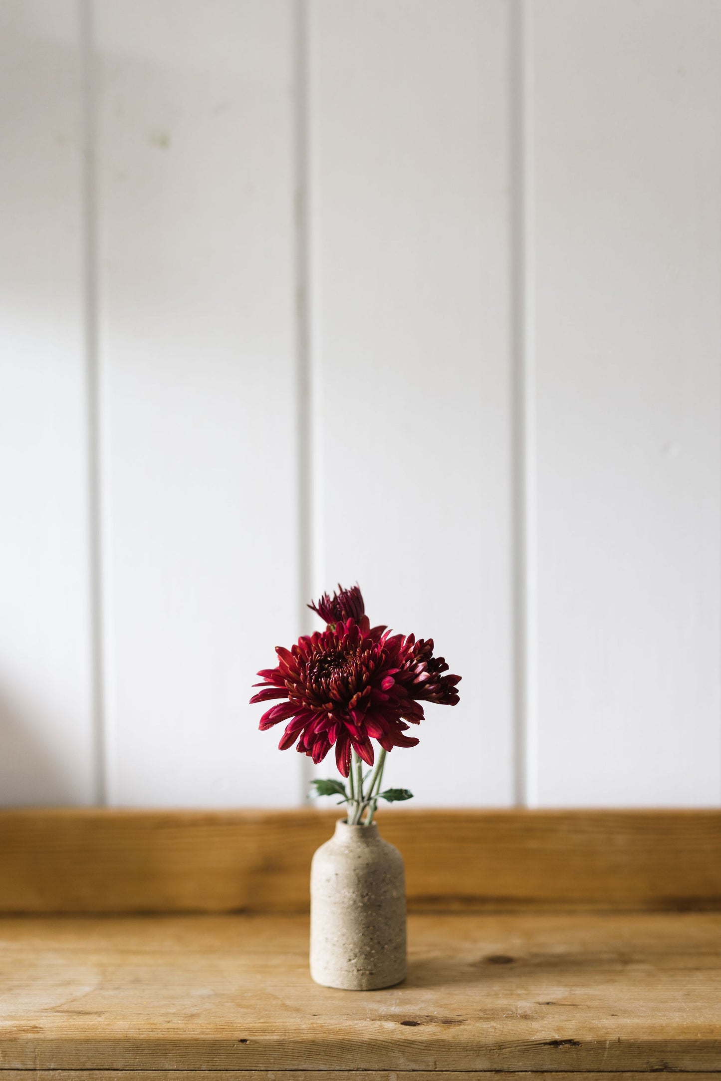 Heirloom Chrysanthemum -Rich Red - Garnet King