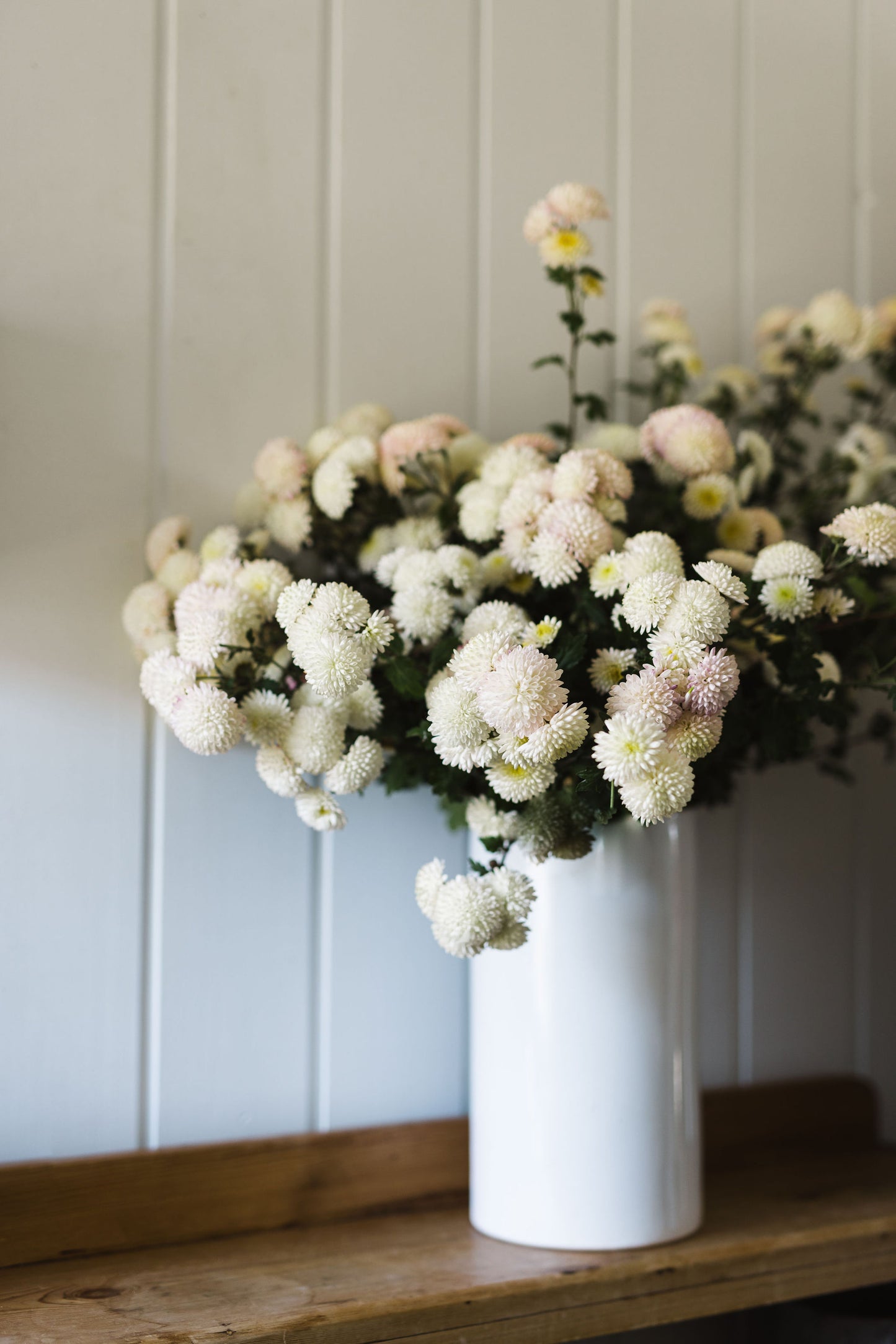 Heirloom Chrysanthemum - White Pompom