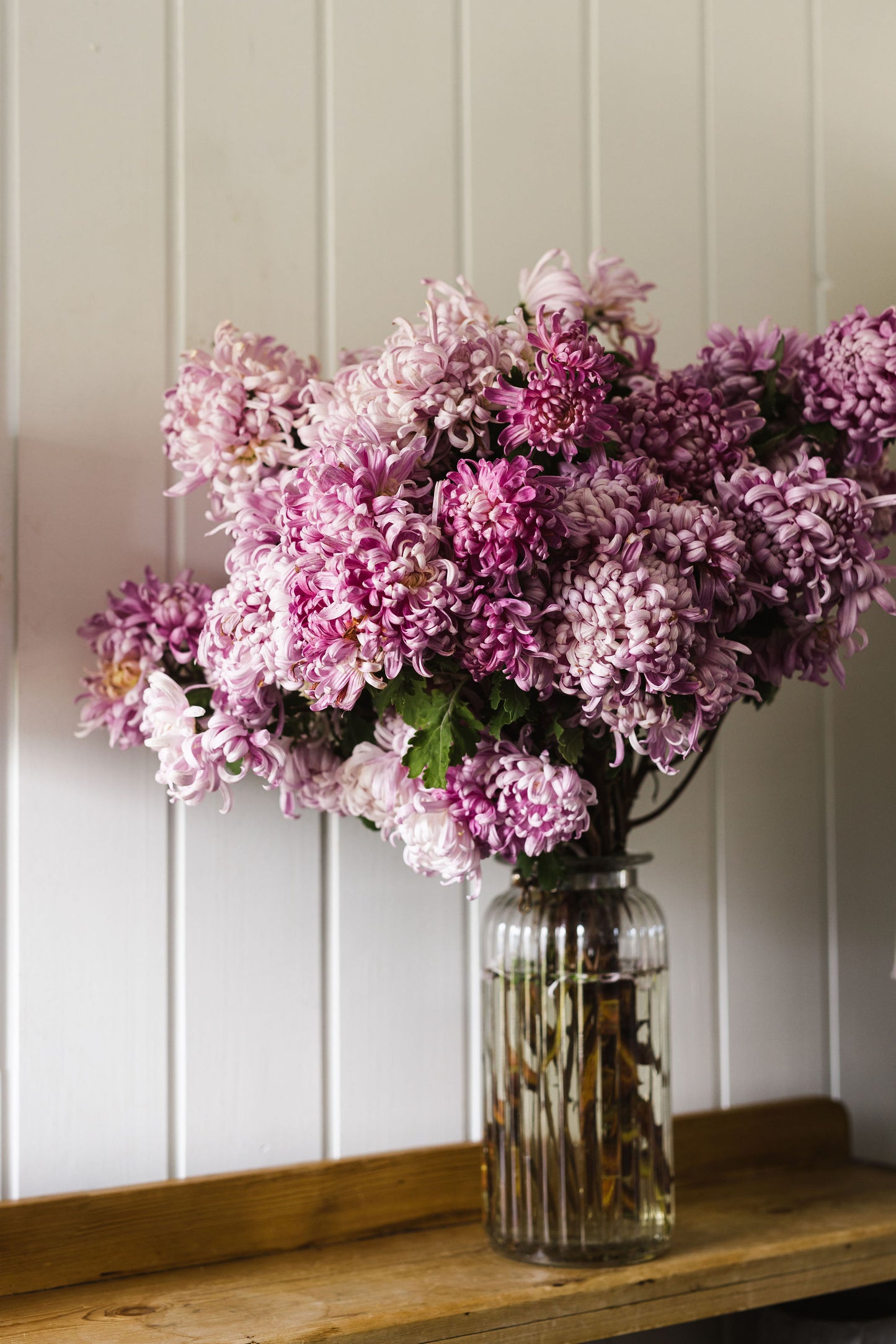 Heirloom Chrysanthemum - Soft Pink / Lavender Incurve