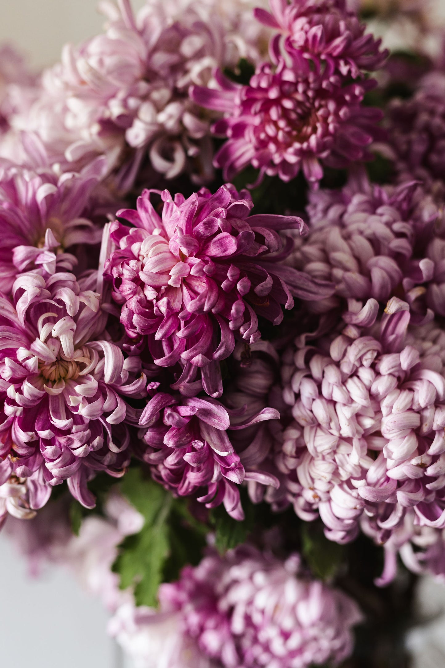 Heirloom Chrysanthemum - Soft Pink / Lavender Incurve - Nov Release