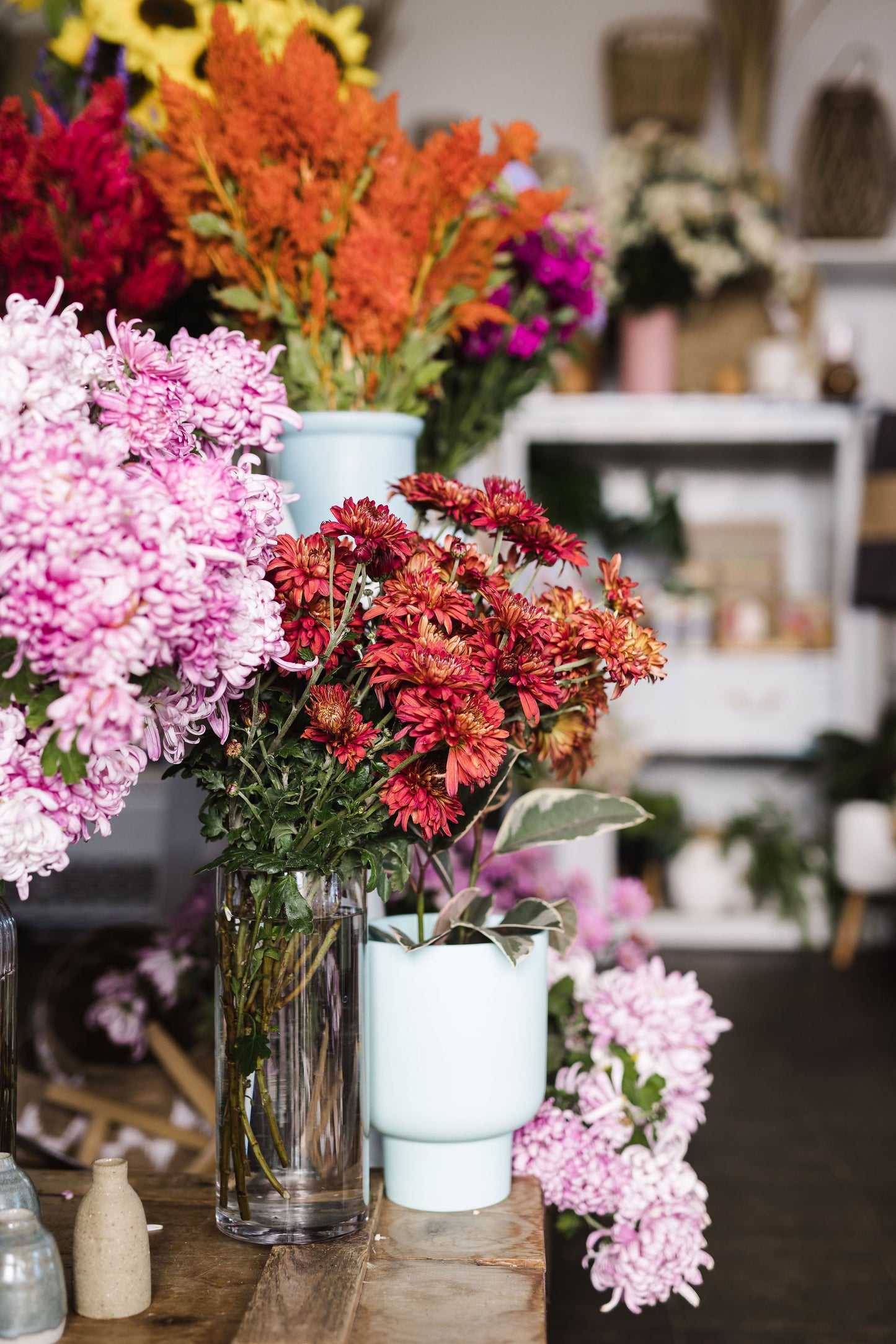 Heirloom Chrysanthemum -Rich Red - Garnet King