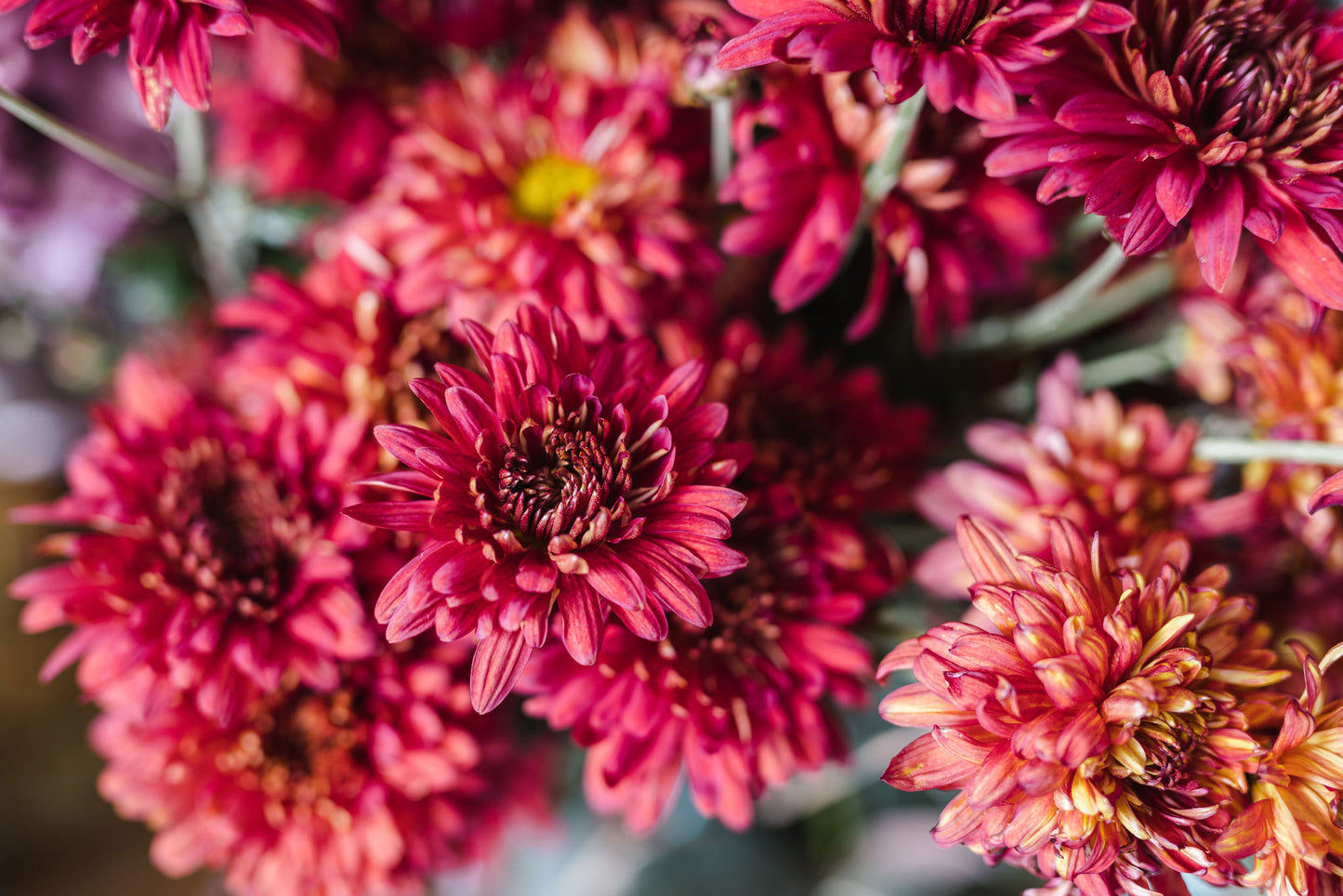 Heirloom Chrysanthemum -Rich Red - Garnet King