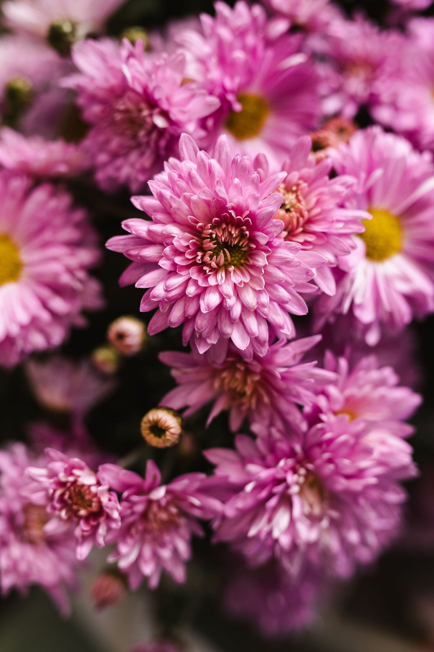 Heirloom Chrysanthemum - Candy Pink