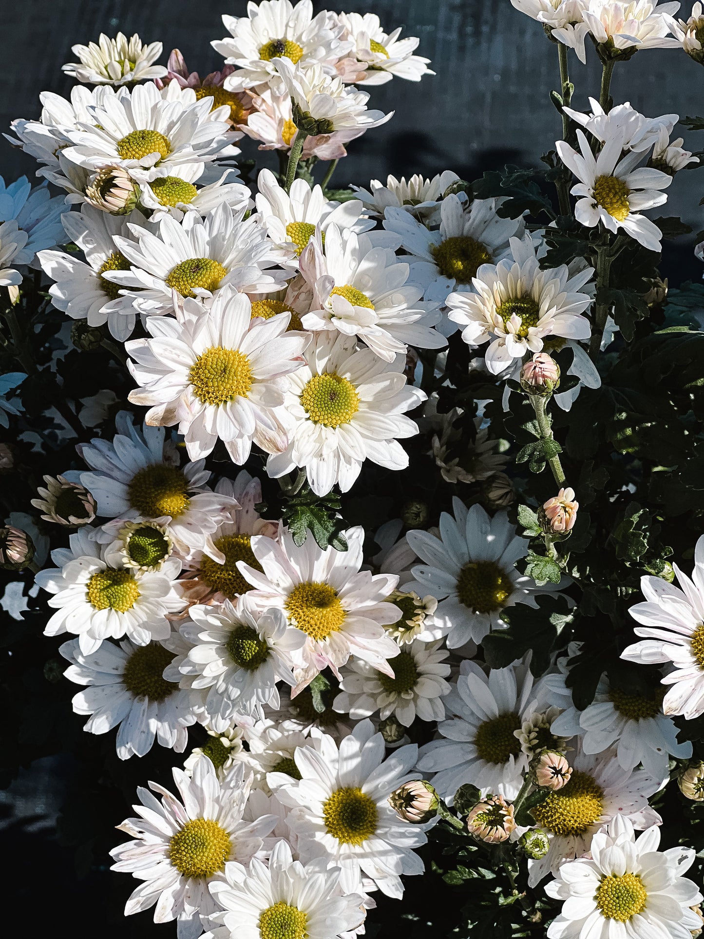 Heirloom Chrysanthemum - Single Daisy