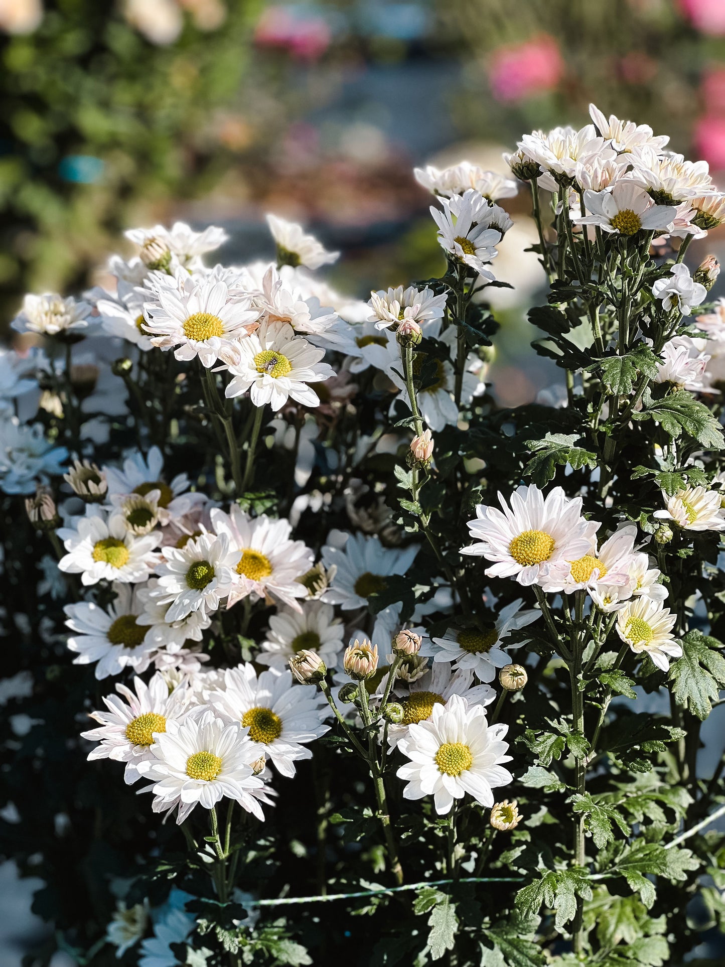 Heirloom Chrysanthemum - Single Daisy