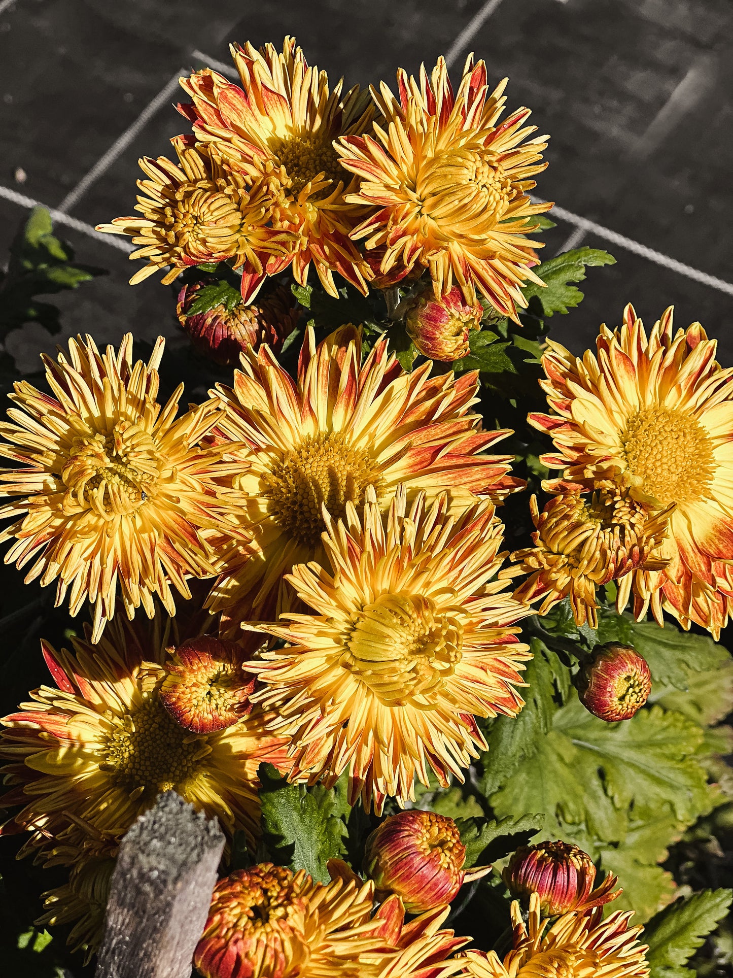 Heirloom Chrysanthemum -Gold and Mustard