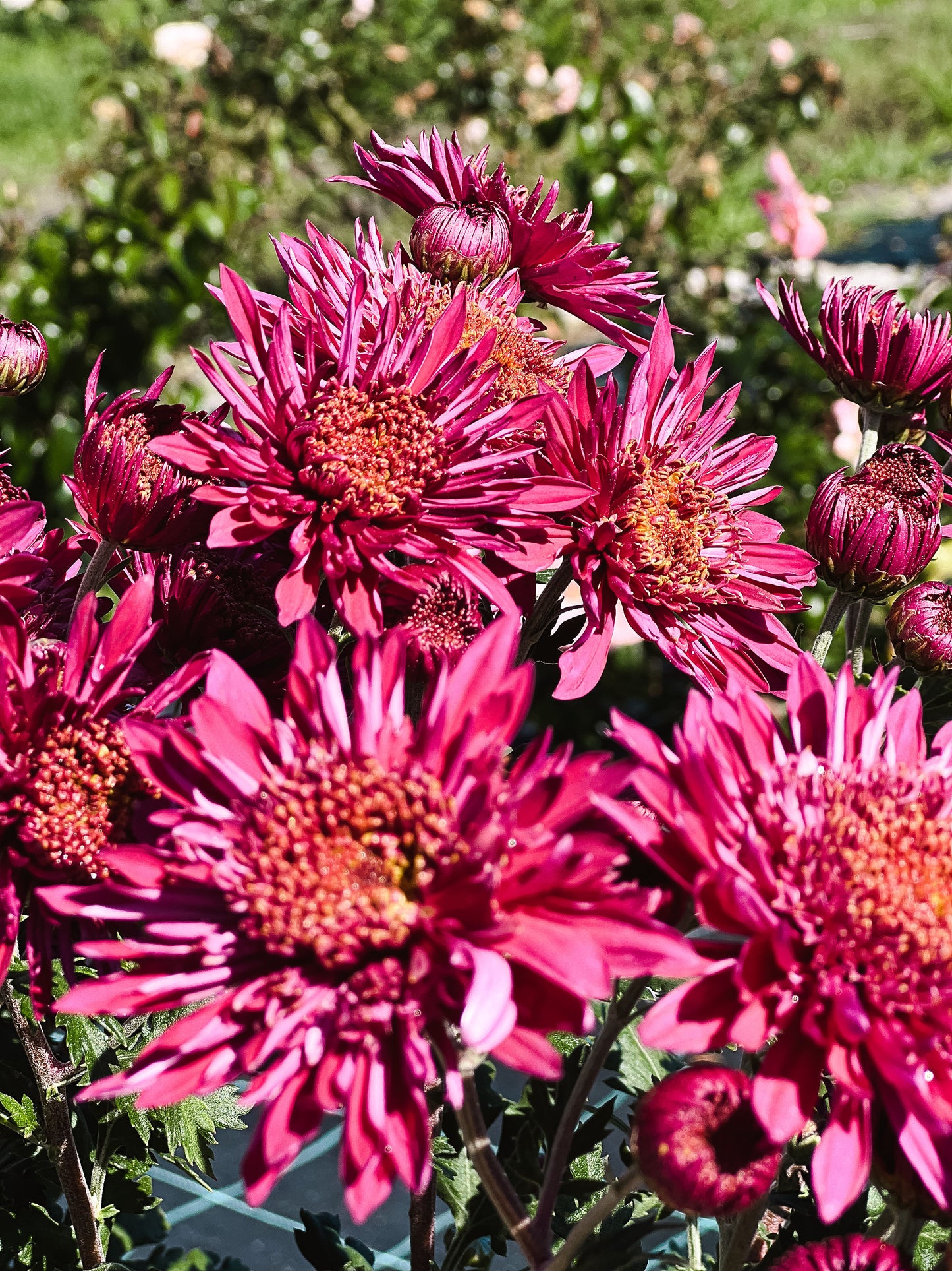 Heirloom Chrysanthemum - Burgundy Anemone