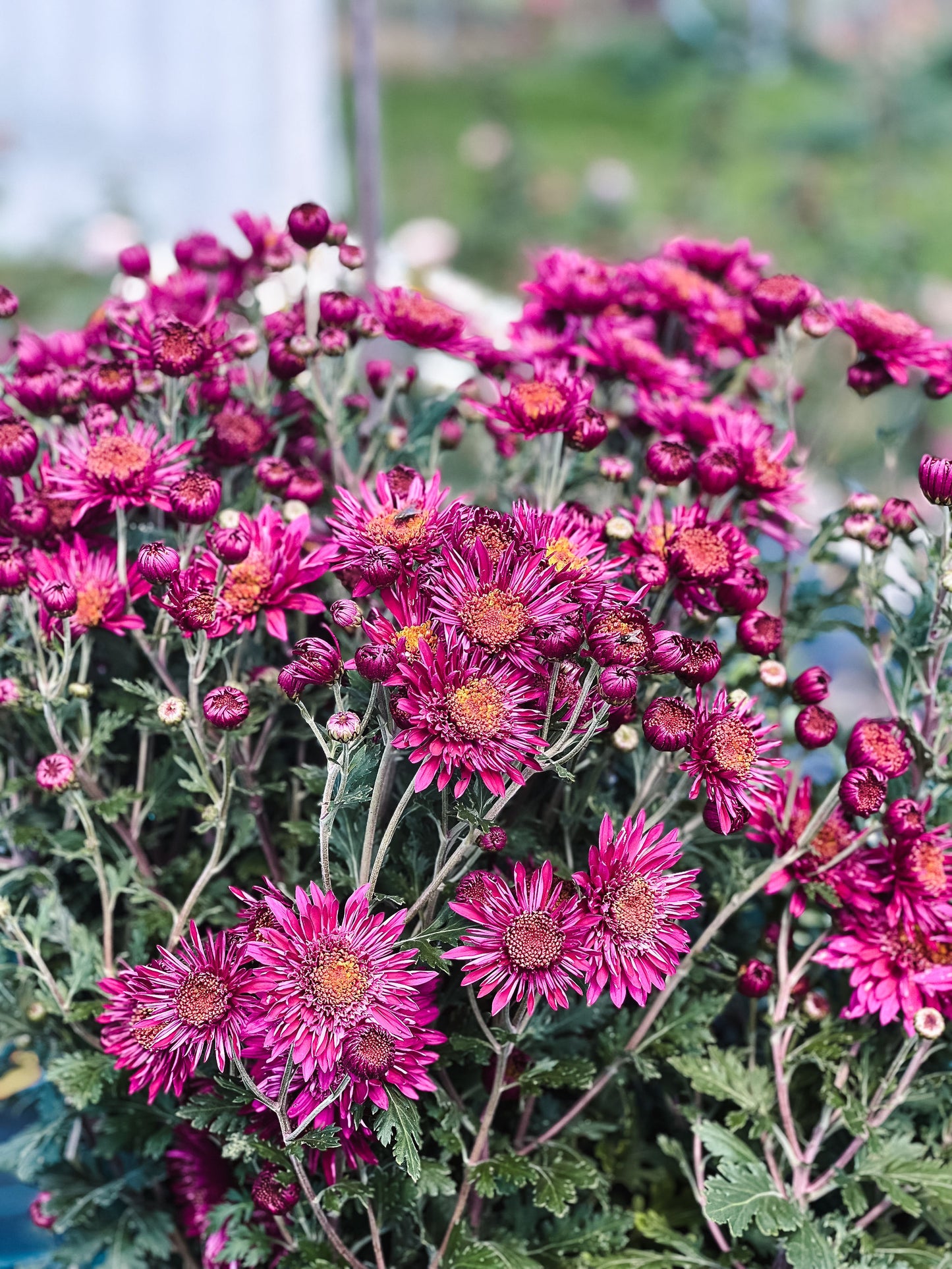 Heirloom Chrysanthemum - Burgundy Anemone