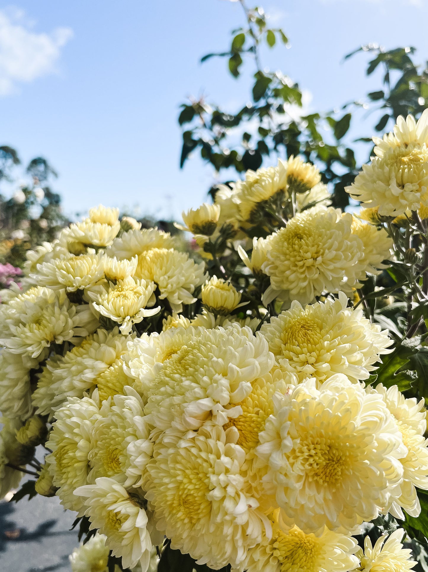 Discover Heirloom Chrysanthemums