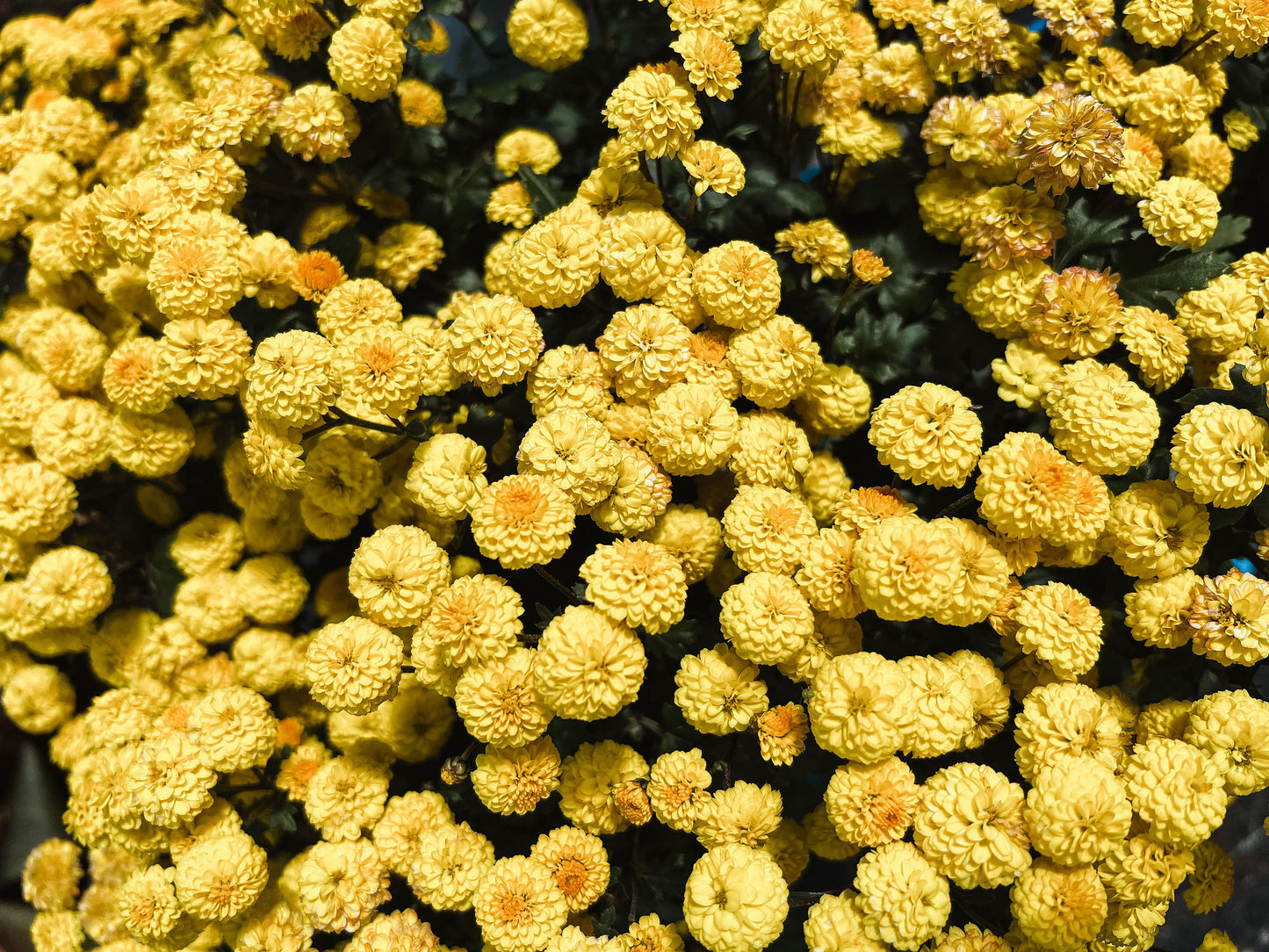 Heirloom Chrysanthemum - Mustard Button