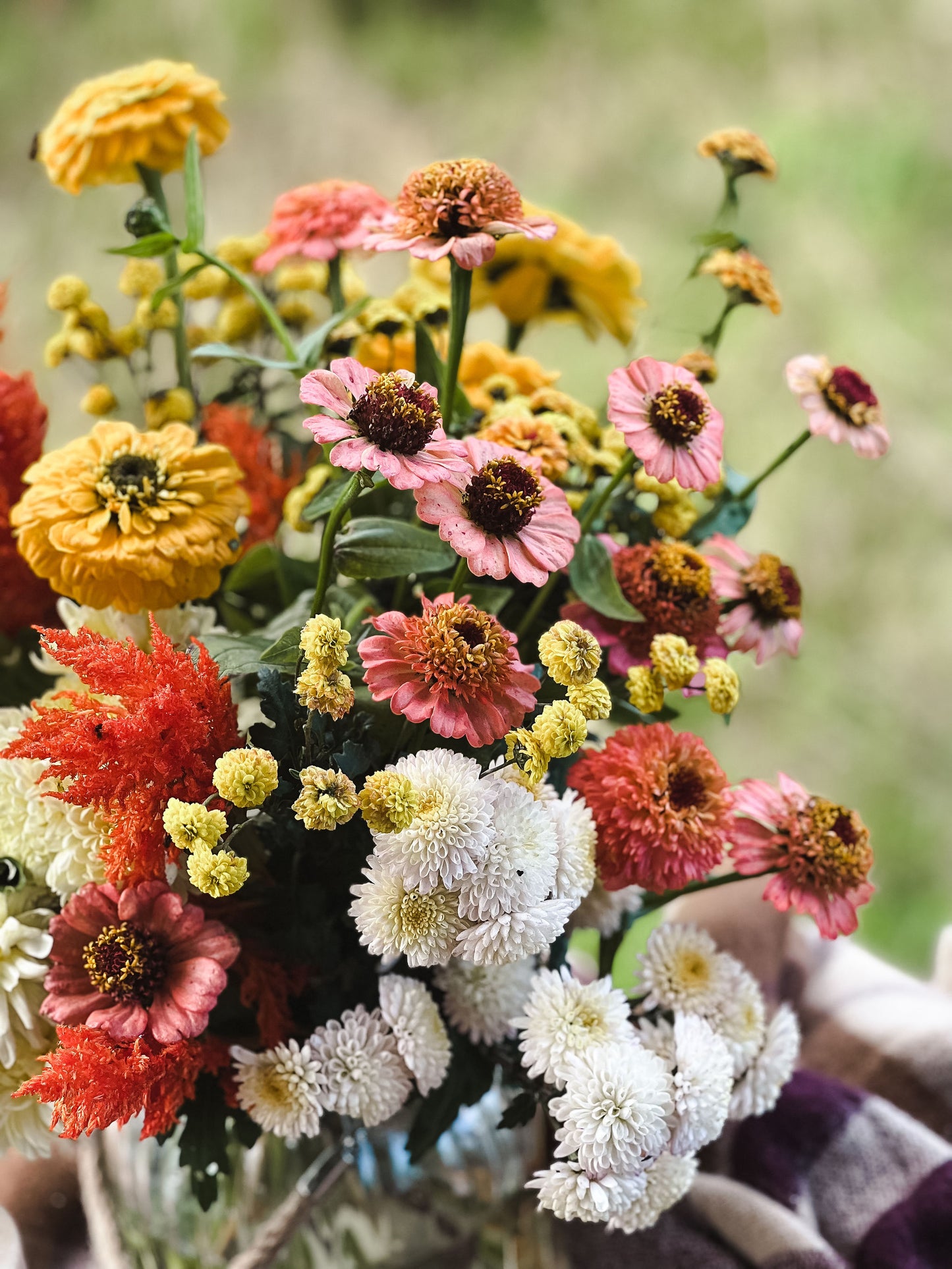 Heirloom Chrysanthemum - Mustard Button