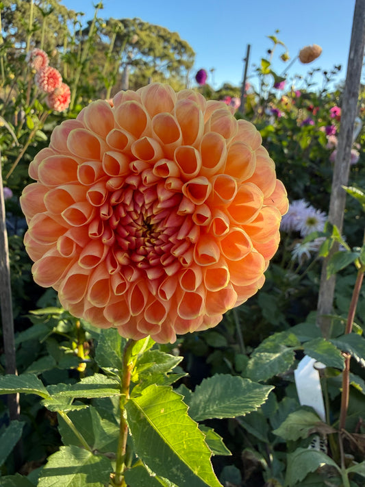 Dahlia - Chrichton Honey