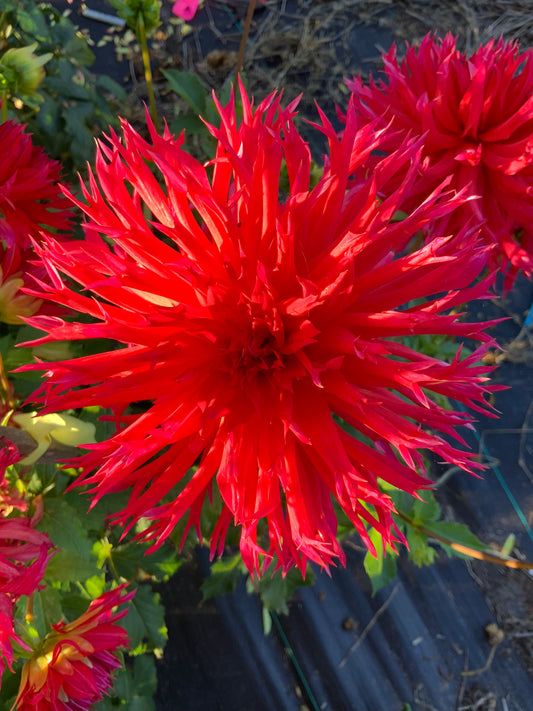 Dahlia - Winkie Volcano