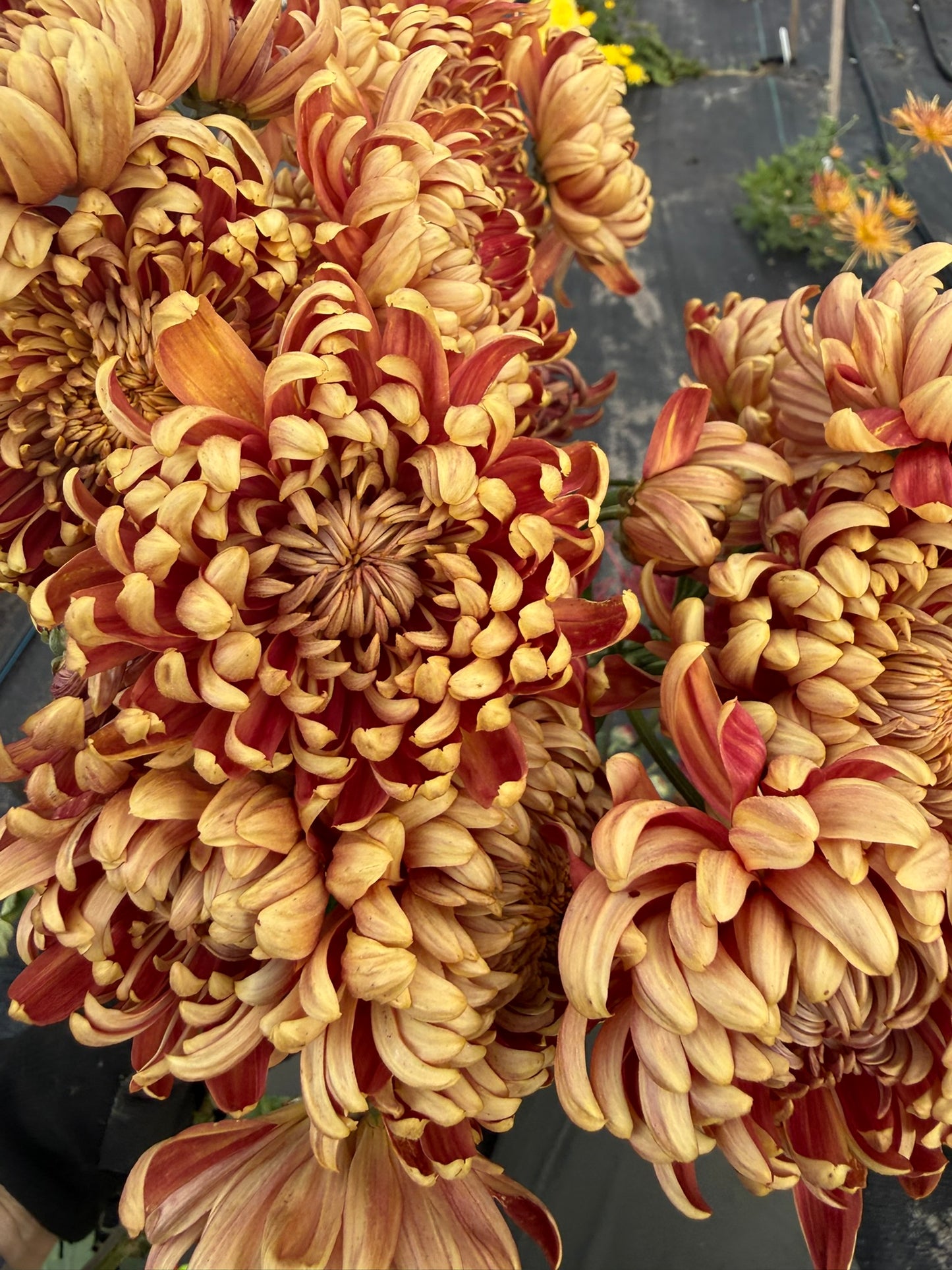 Chrysanthemum - Rooted Cutting - Stoakes Tall Boy