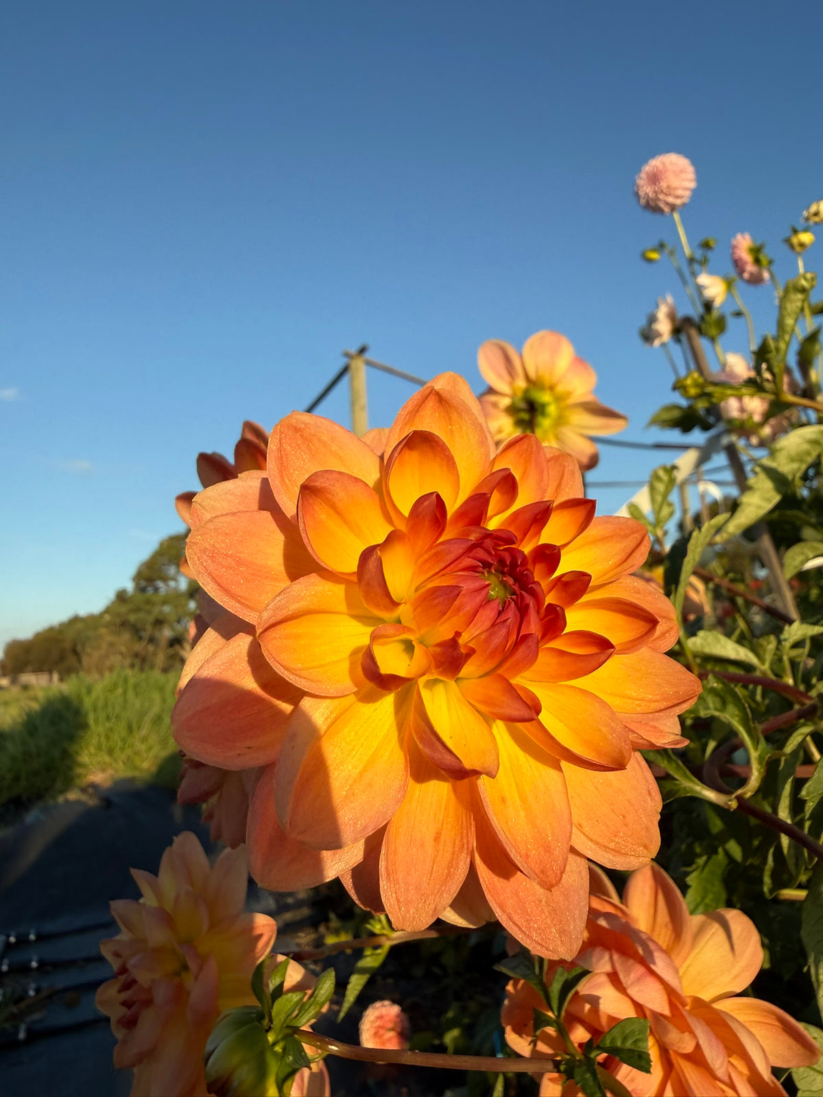 Dahlia - Granite Peachy