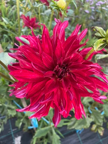 Dahlia - Delbard Bangkok