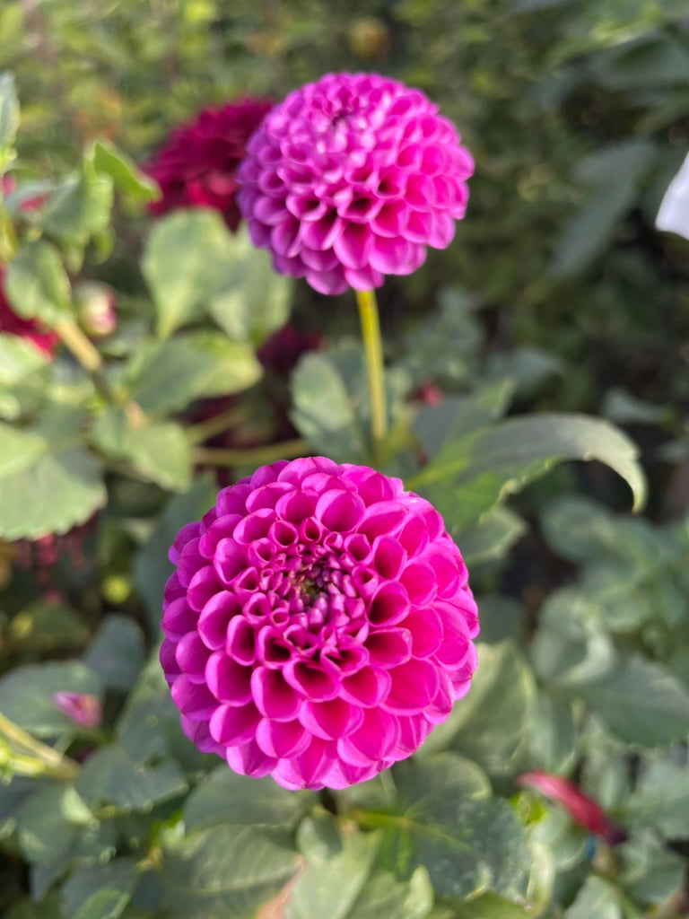 Dahlia - Florelie Hayley