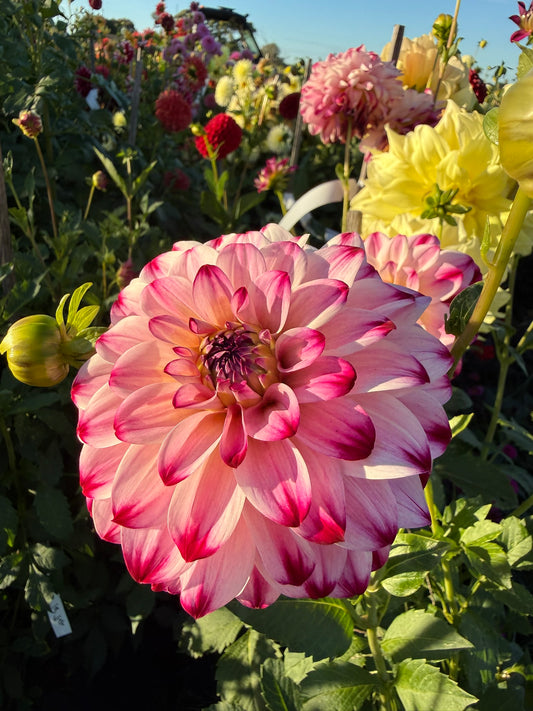 Dahlia - Wine & Roses