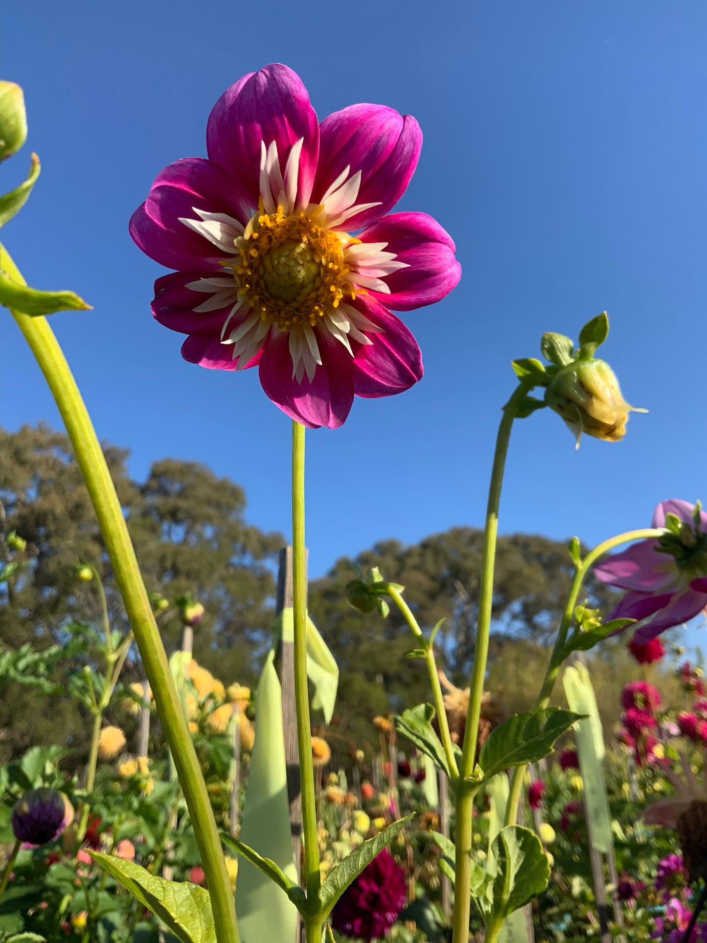 Dahlia - Blue Cerise