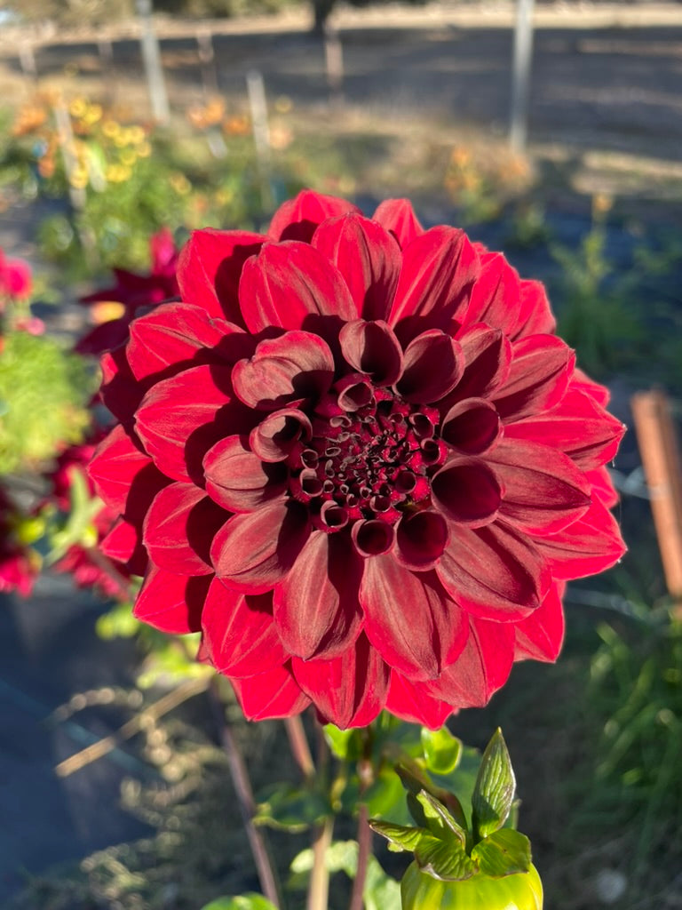 Dahlia - Ned Kelly