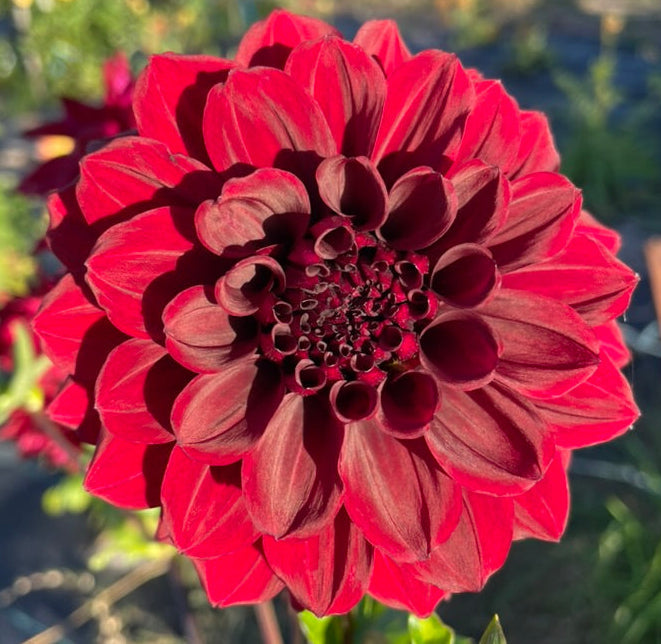 Dahlia Seed - Ned Kelly