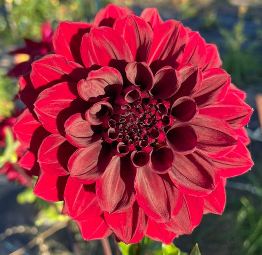 Dahlia Seed - Ned Kelly