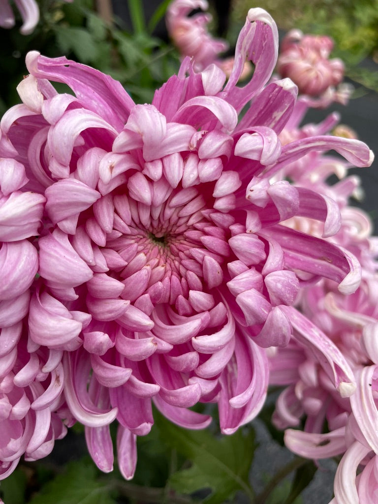 Heirloom Chrysanthemum - Rooted Cutting - Marie