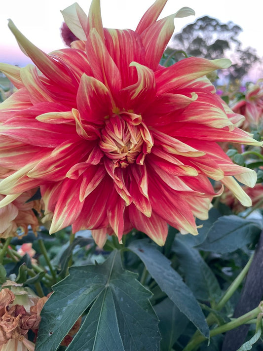 Dahlia - Maxmann