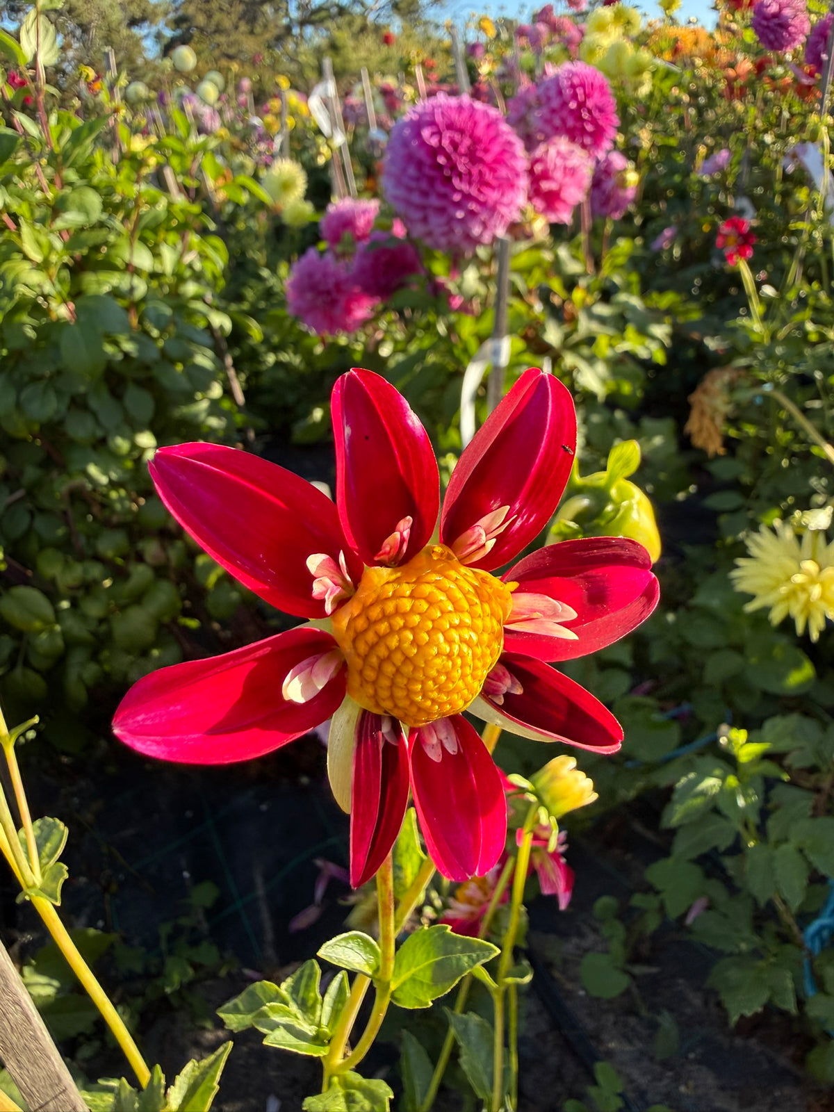 Dahlia - Glenmarc Star