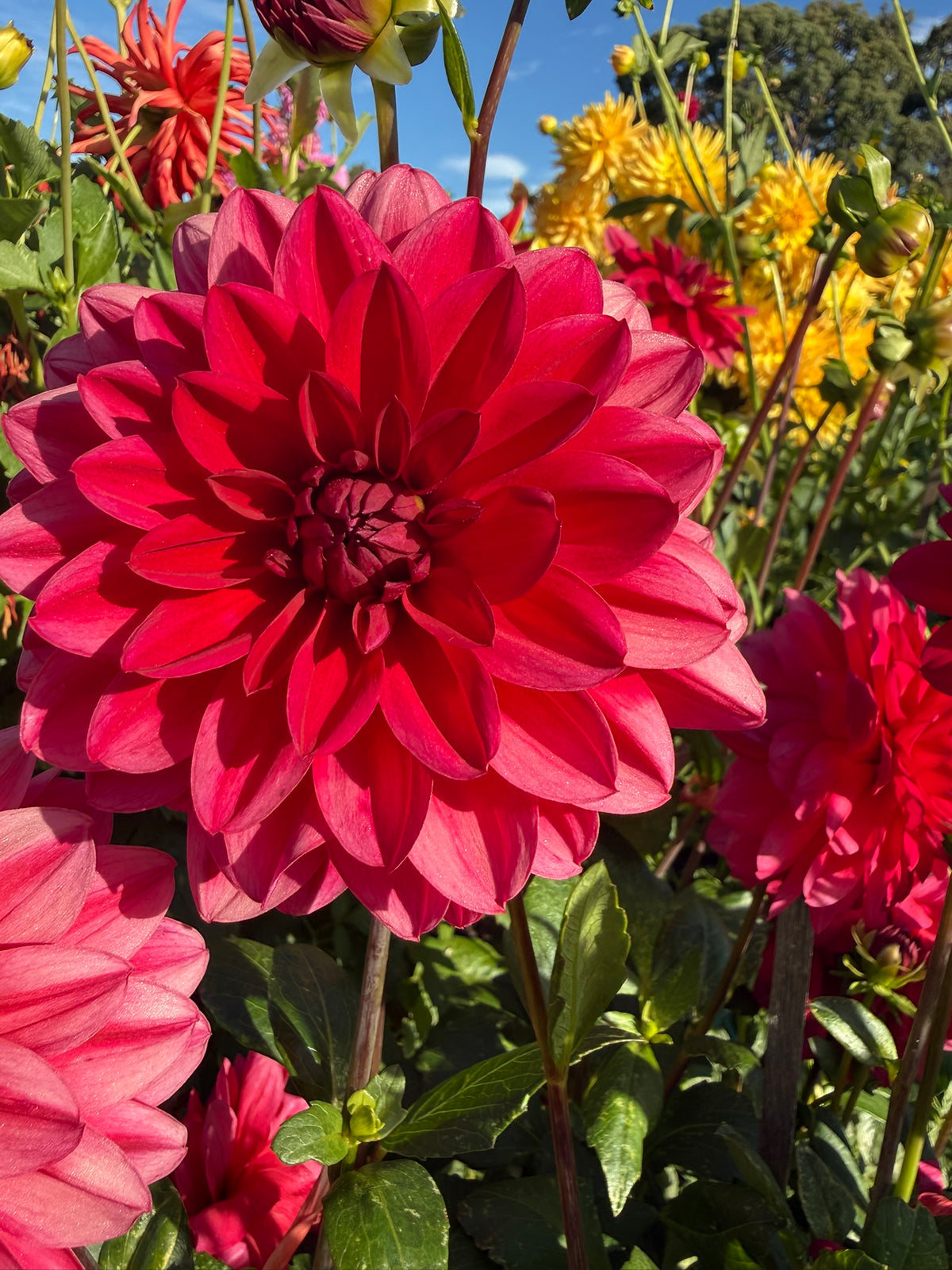 Dahlia - Venus