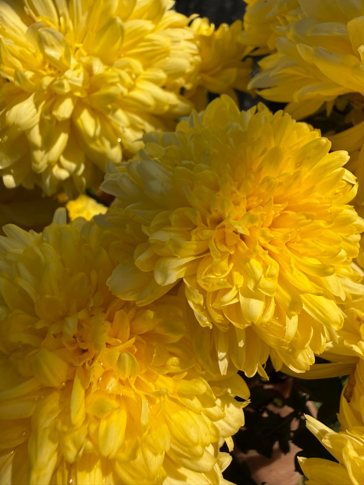 Chrysanthemum - Rooted Cutting - Yellow John Wingfield